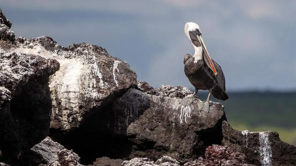 Islas Galápagos-Gripe Aviar